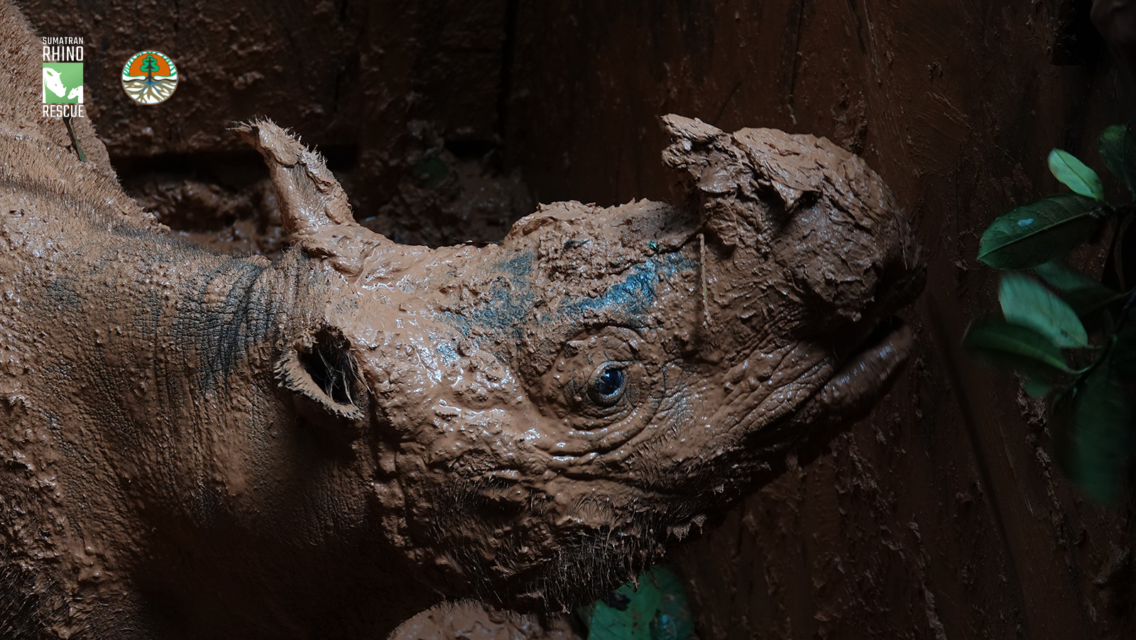 Rescue of Critically Endangered Sumatran Rhino Brings New Hope