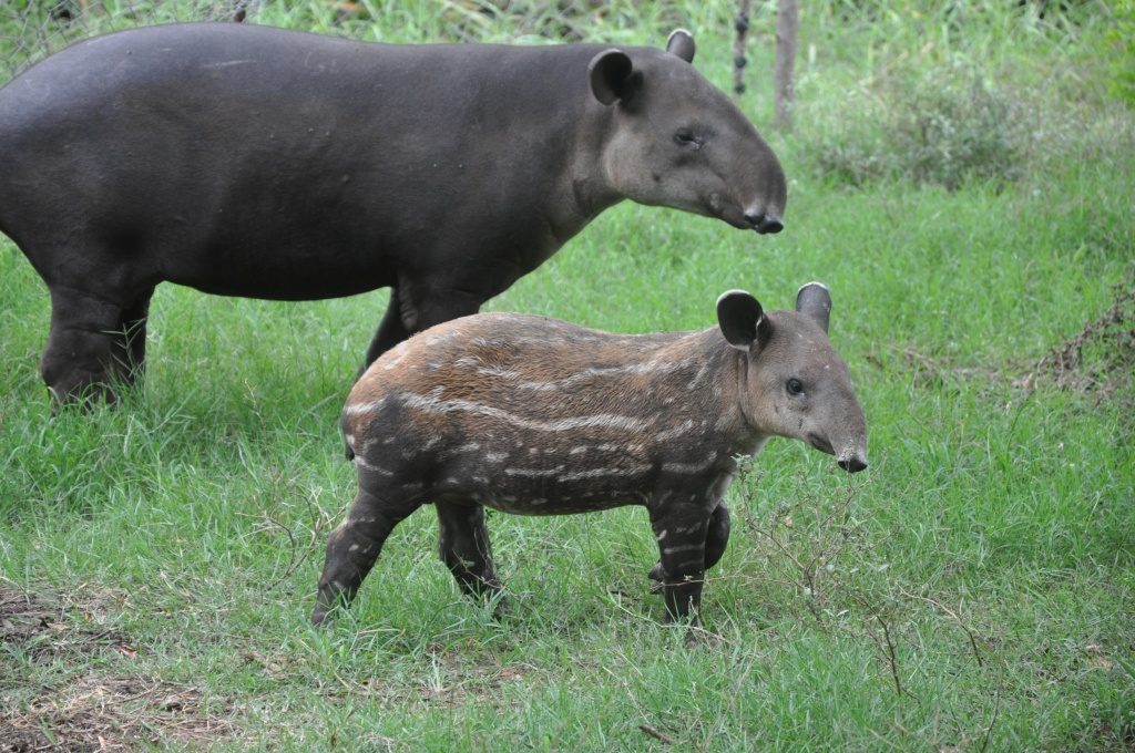 tapirs