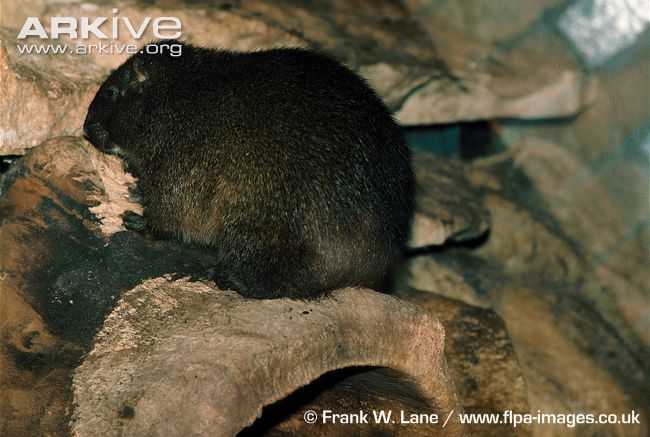 Jamaican-hutia