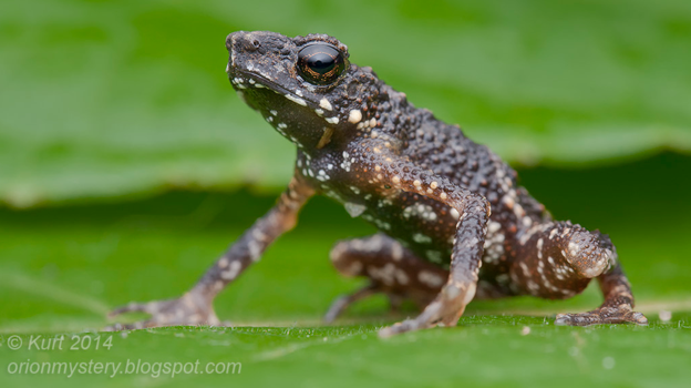 Precious-Stream-Toad