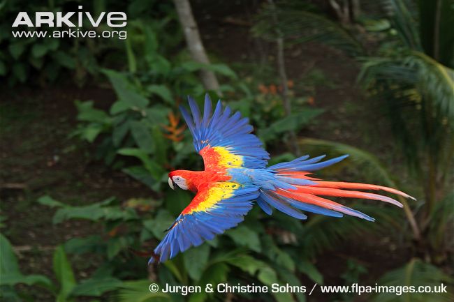 Scarlet macaw in flight