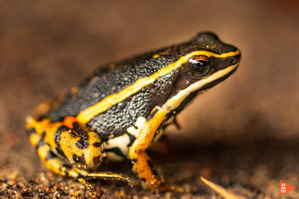 Threatened frog from Bolivia