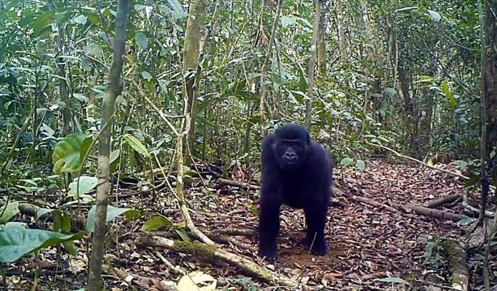 A camera trap photo of a gorilla in Ebo Forest in Cameroon